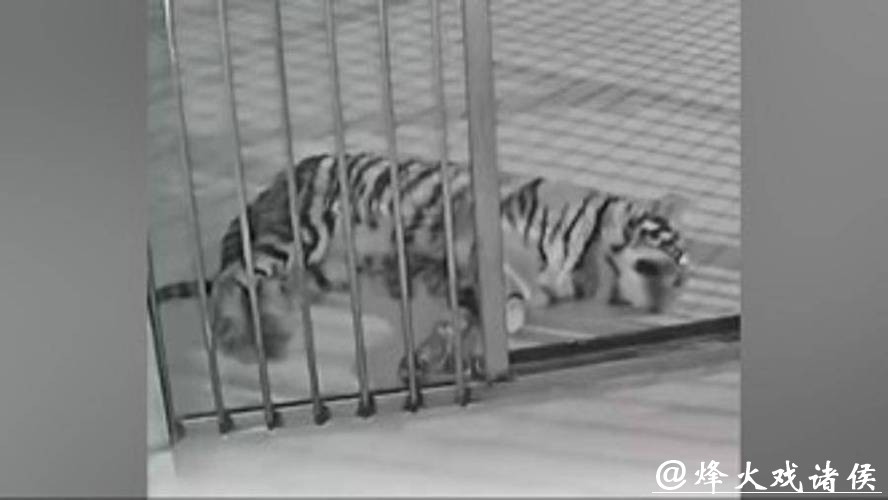 竟然是真的!动物园隐瞒小老虎死讯,用录屏冒充直播欺骗粉丝打赏!园长停职! 竟然是真的!动物园隐瞒小老虎死讯,用录屏冒充直播欺骗粉丝打赏!园长停职!