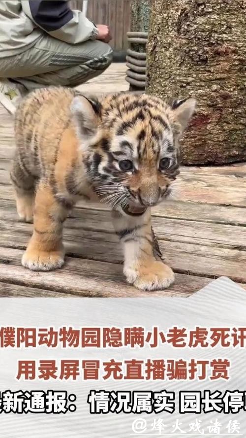 竟然是真的!动物园隐瞒小老虎死讯,用录屏冒充直播欺骗粉丝打赏!园长停职! 竟然是真的!动物园隐瞒小老虎死讯,用录屏冒充直播欺骗粉丝打赏!园长停职!