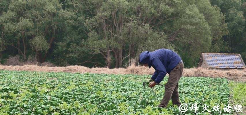 河北小伙成为青浦“种菜哥”:这里村民太热情,过年我不回老家了! 河北小伙成为青浦“种菜哥”:这里村民太热情,过年我不回老家了!
