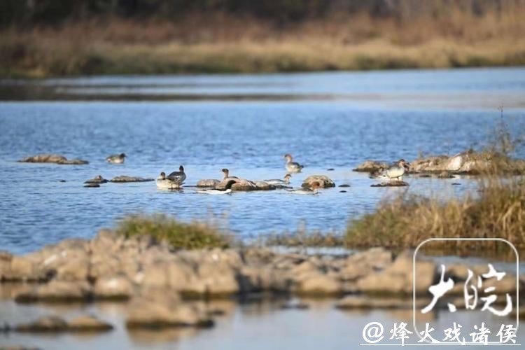 278只，安徽越冬中华秋沙鸭种群刷新纪录