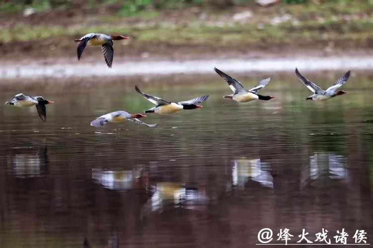 278只，安徽越冬中华秋沙鸭种群刷新纪录