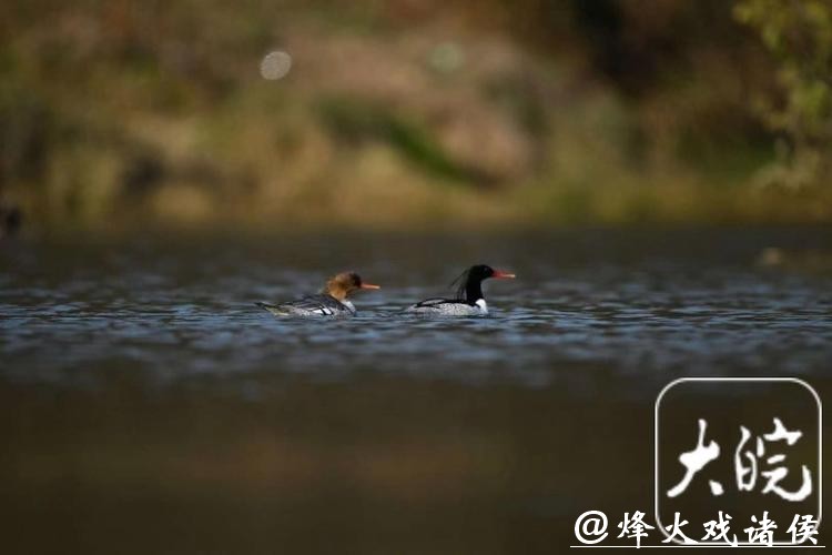 278只，安徽越冬中华秋沙鸭种群刷新纪录